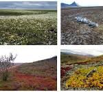 Los factores de la tundra: bióticos y abióticos