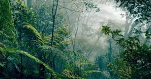 ¿Cuál es la diferencia entre la selva y la jungla?