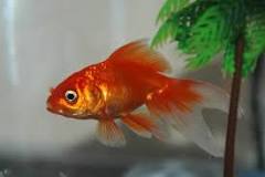 ¿Qué comen los peces Goldfish recién nacidos?