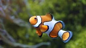 ¿Qué peces son compatibles con el pez payaso?