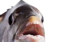 ¿Cómo son los dientes y la lengua del pez?