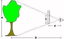 ¿Cómo se calcula la altura de un árbol?
