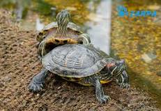 adaptaciones de la reproduccion de la tortuga golfina