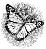 ¿Qué fracción de años puede llegar a vivir una mariposa monarca?