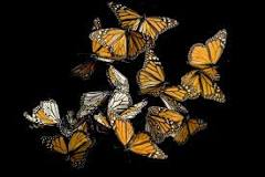 ¿Qué fracción de años puede llegar a vivir una mariposa monarca?