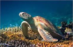 Reproducción adaptable: La Tortuga Golfina - 3 - febrero 12, 2023