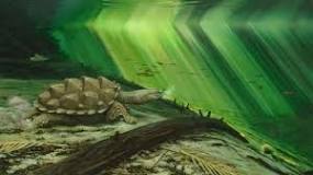¿Qué tipo de adaptaciones tienen las tortugas?