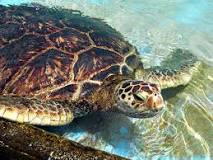 ¿Cuál es el tipo de reproducción de las tortugas?
