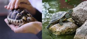 ¿Cuáles son las adaptaciones de las tortugas marinas?