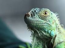 ¿Cómo saber si una iguana tiene sed?
