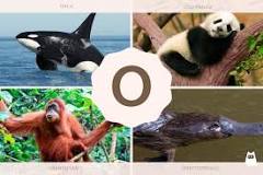 Diversidad Animal: Descubriendo el Reino de los Ds - 3 - febrero 11, 2023
