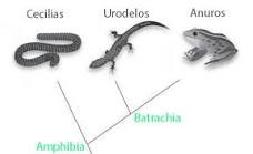 ¿Cómo se llama a los anfibios que no tienen cola?
