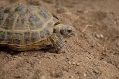 ¿Por qué mi tortuga está inmóvil? - 3 - febrero 10, 2023