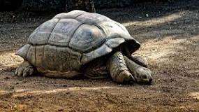 ¿Cómo saber si una tortuga está hibernando o muerta?