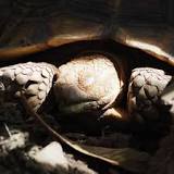 ¿Cómo se puede revivir una tortuga?