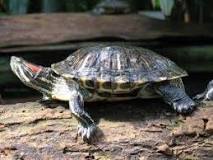 ¿Cómo saber si se ha muerto una tortuga?