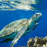 ¿Qué características presentan las tortugas de las Islas Galápagos?