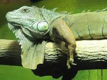 ¿Cuánto tiempo tarda en morir una iguana?