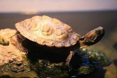 ¿Cómo se sabe si la tortuga es macho o hembra?