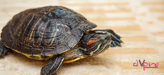 ¿Cómo se sabe si la tortuga es macho o hembra?