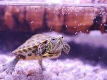 ¿Cómo se reproducen las tortugas?