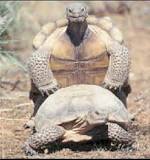¿Cuántas parejas puede tener una tortuga?