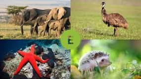 Ce y Ci: Los Animales que los Utilizan - 3 - febrero 10, 2023