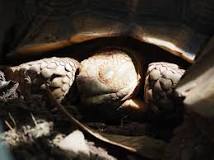 ¿Cuántas horas duerme una tortuga de tierra?