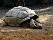 ¿Cuando hibernan las tortugas en qué mes?