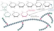 Molecula de Almidon: Una Mirada Detallada - 3 - febrero 27, 2023