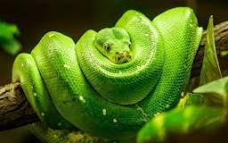 ¿Qué serpientes se pueden domesticar?