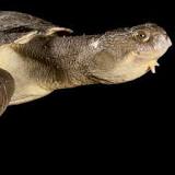 las tortugas son vertebradas o invertebradas