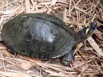 la tortuga es un animal vertebrado