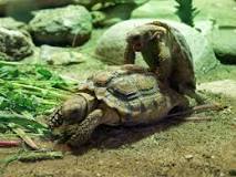 ¿Cuánto miden las tortugas de tierra?
