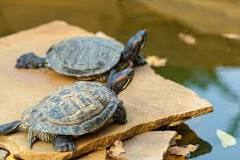 ¿Cuánto tiempo puede estar una tortuga de agua fuera del agua?