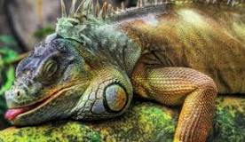 ¿Cuánto tiempo tarda en nacer un huevo de iguana?