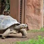 Tortugas vs. Galápagos: Comparando sus Diferencias