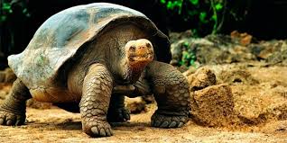 diferencias entre tortugas y galápagos