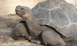 ¿Qué características presentan las tortugas de las Islas Galápagos?