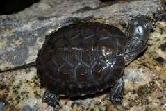 ¿Cuál es el hábitat de las tortugas Galápagos?