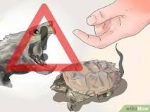 ¿Cómo demuestran cariño las tortugas?