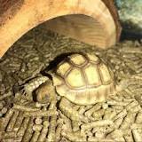 ¿Cuántas horas duerme una tortuga de tierra?