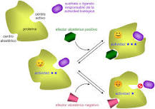 ¿Qué características tienen en común las enzimas alostéricas y las enzimas Michaelianas?