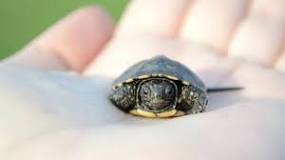 ¿Cómo curar una tortuga con el caparazón roto?
