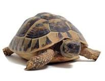 ¿Cómo saber si el caparazón de mi tortuga está sano?