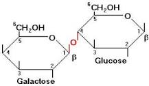¿Qué tipo de enlace químico rompe la lactasa?