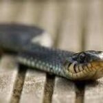 Veneno en Cataluña: la amenaza de las serpientes