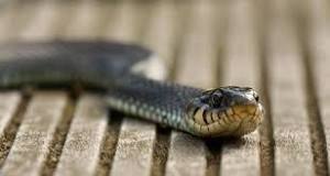 Veneno en Cataluña: la amenaza de las serpientes - 3 - febrero 12, 2023