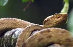 ¿Dónde hay serpientes venenosas en España?