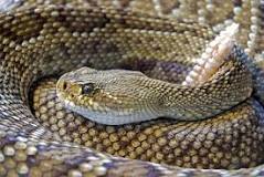 serpientes venenosas en cataluña